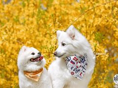 -超宠爱宠物摄影-Super pet