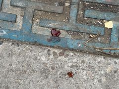 -瑞派·爱瑞可动物医院·口腔专科(广华新城分院)