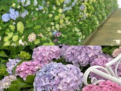 -天适樱花悠乐园