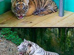 -常州淹城野生动物世界