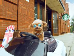 -超宠爱宠物摄影-Super pet