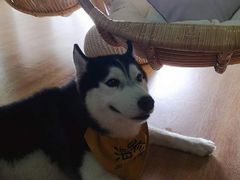 -Husky Go! 哈士奇体验馆·宠物咖啡厅狗咖