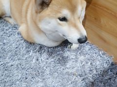 -柴务处·柴犬主题狗咖