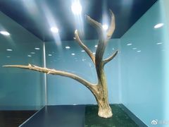 -北京麋鹿生态实验中心