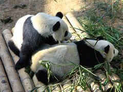 -大连森林动物园