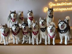 -Husky Go! 哈士奇体验馆·宠物咖啡厅狗咖