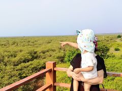 -北海金海湾红树林生态旅游区