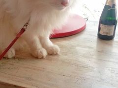 -Babycat私家御饼屋(龙头路一店)