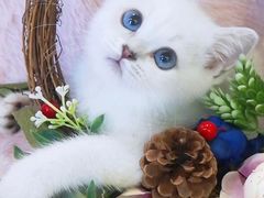 -十年猫舍·猫咪专门店(普陀店)