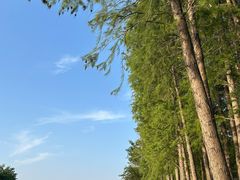 -贡湖湾湿地公园
