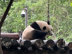 -都江堰中华大熊猫苑