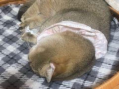 -半岛宠物医院24小时(科华中路店)