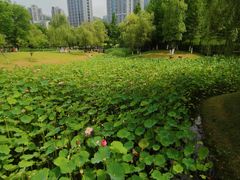 -沐仙湖湿地公园