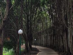 -三水森林公园