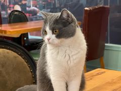 -猫小院猫主题餐厅(三里屯店)