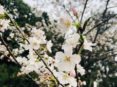 -武汉大学-樱园