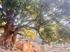 -杨家堂村