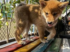 -柴犬高等学院·狗咖·柴犬售卖·宠物训练