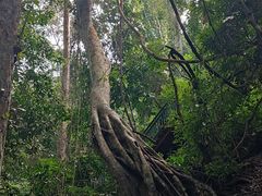 -西双版纳原始森林公园