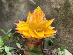 -小洲村