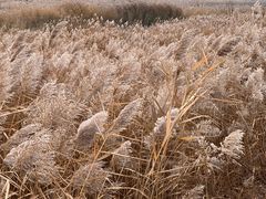 -野鸭湖国家湿地公园
