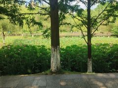-沐仙湖湿地公园