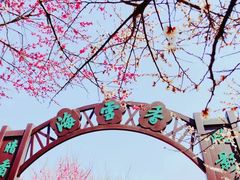 -香雪海