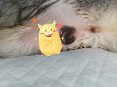 -东莞宠友24H宠物中心医院·转诊夜诊·异宠(新河北路院)