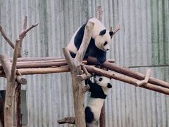 -成都大熊猫繁育研究基地