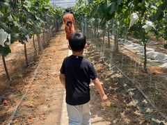 -马陆小张葡萄园农家乐