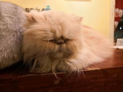 -猫色咖啡·猫咖