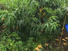 -南汇新场正宗水蜜桃采摘