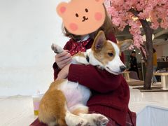 -浣熊柯尔鸭土拨鼠·电玩咖