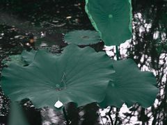 -陈家山荷花公园