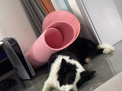 -翊宠yipet猫狗购宠庄园犬舍•猫舍