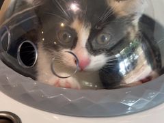 -御宝贝·A梦猫科宠物医院(国际猫友好医院)