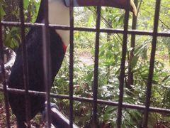 -新加坡飞禽公园