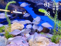 -上海海洋水族馆