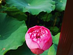 -莲花池公园