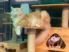 -more than meow吴止猫主题餐厅(承德 中船汇店)