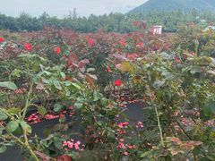 -亚龙湾国际玫瑰谷