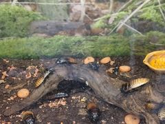 -上海大自然野生昆虫馆(东方明珠·爬宠昆虫探索中心)