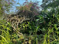 -中国科学院西双版纳热带植物园