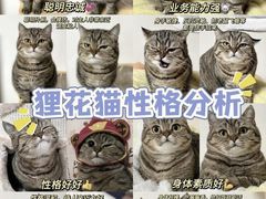 -翊宠yipet猫狗购宠庄园犬舍•猫舍