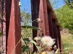 -武清南湖绿博园