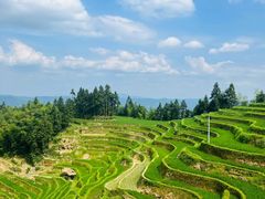 -紫鹊界梯田景区