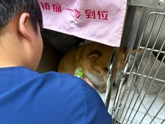 -康成宠物医院24H·CT·核磁共振