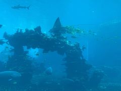 -海棠湾洲际-涛·海底餐厅·美人鱼·自助餐·海底隧道