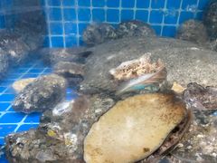 -宾朋海鲜特色美食餐厅·纯手工鲅鱼水饺(兴海路店)