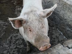 -蟹岛开饭楼